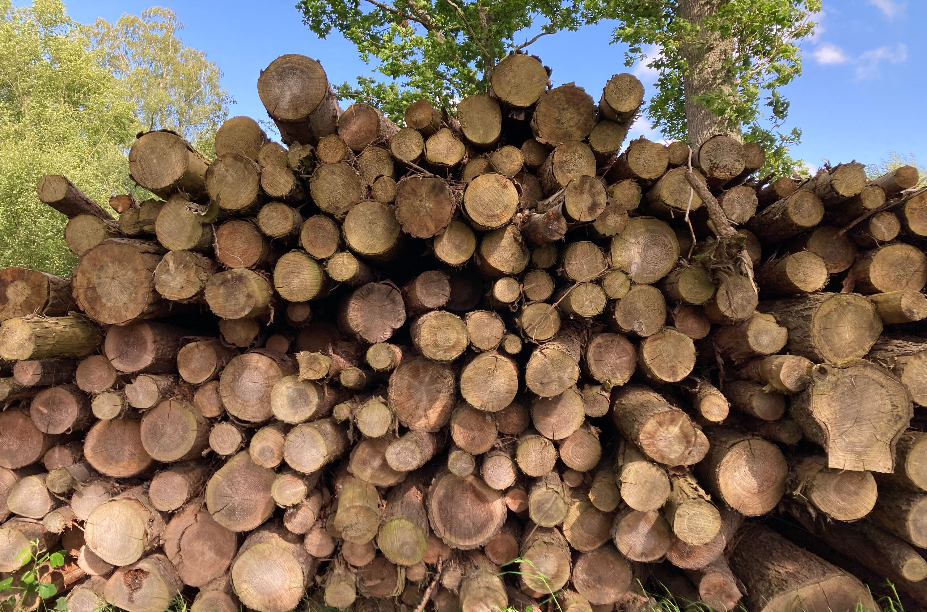 A direct view onto a large bundle of timber logs outside. 