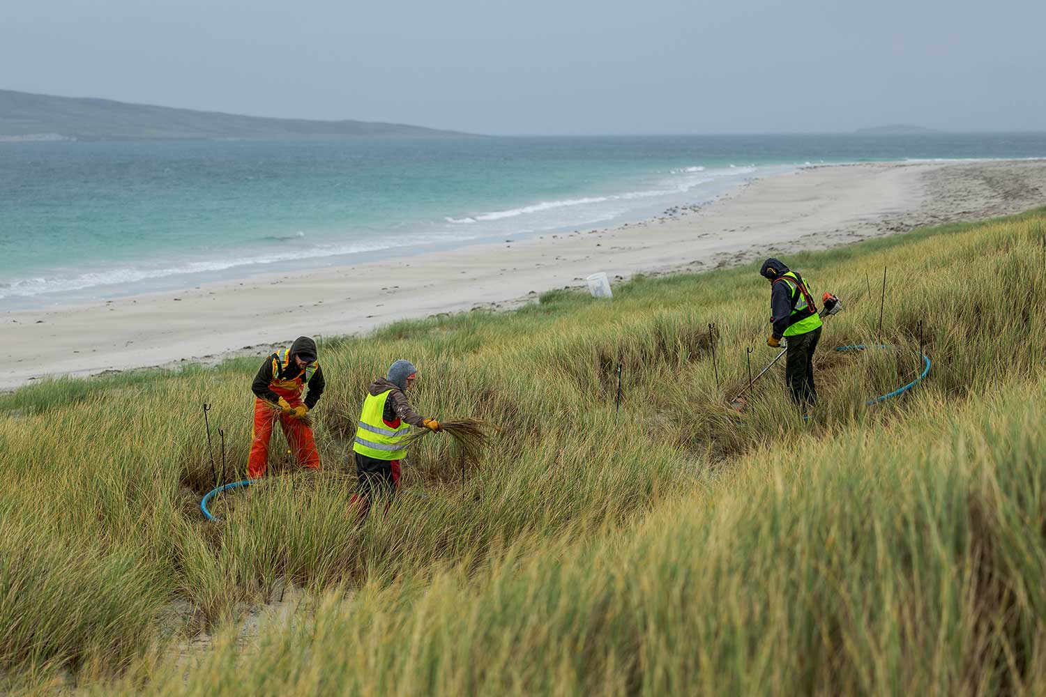 There are three people, wearing PPE. They are standing in a large patch of long Marram grass, with a long beach and blue water behind. They are working to collect the marram.