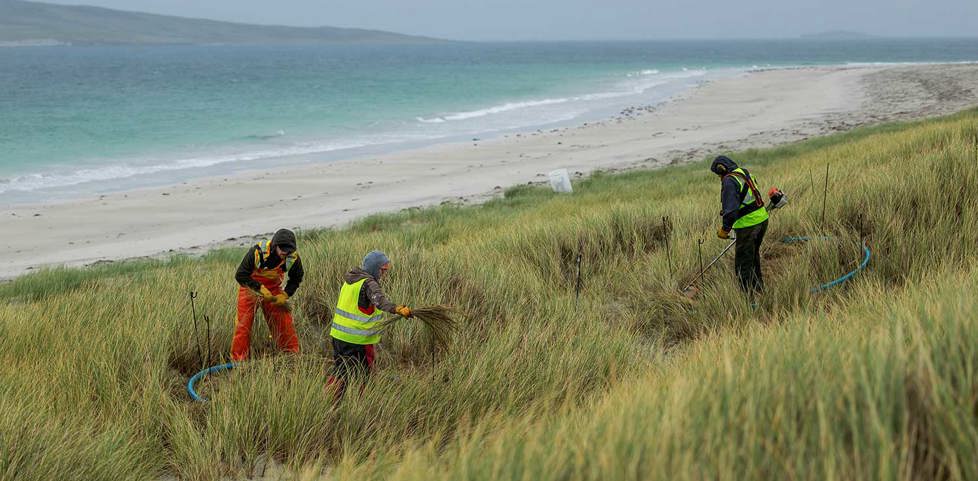 Three people collecting grass for thatch. With view of a beach and sea in background. 